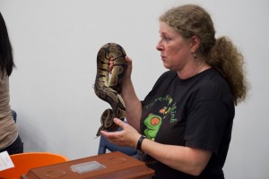Tickled Skink showing a snake